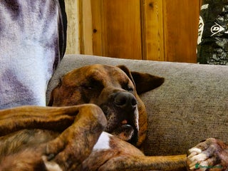 Mixed Breed dogs Alapaha blue blood Bulldog cross Doberman - Advert 1