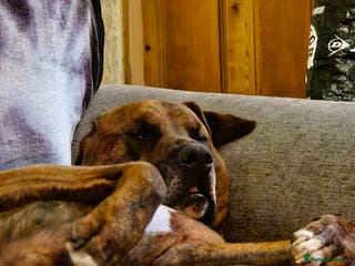 Mixed Breed dogs Alapaha blue blood Bulldog cross Doberman - Advert 12