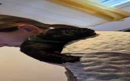Labrador Retriever dogs for sale: Beautiful pedigree labrador puppies  - Image 32