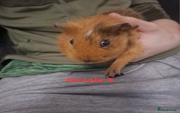 Guinea Pig rodents for sale: 13 guinea pigs mixed breed - Advert 16