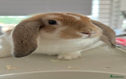 English Lop rabbits for sale: Thumper 🐰 - Image 3