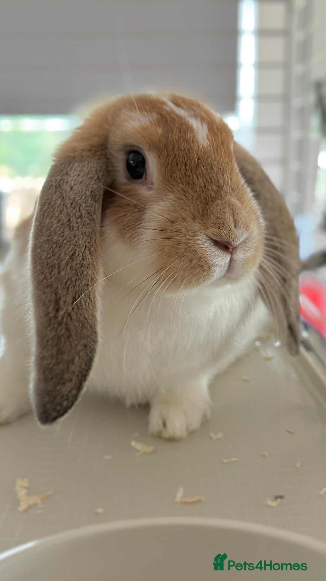 English Lop rabbits for sale: Thumper 🐰 - Image 3