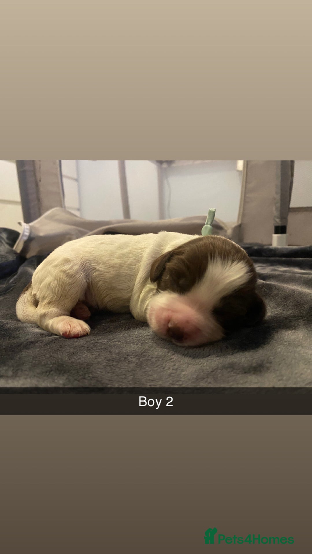 Cocker Spaniel dogs for sale: Working cocker spaniel puppies  - Advert 13