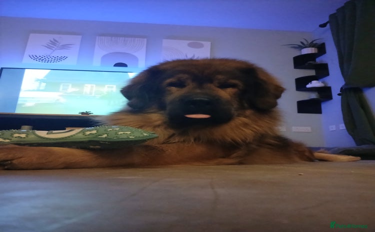 Tibetan Mastiff dogs in Preston - Advert 1