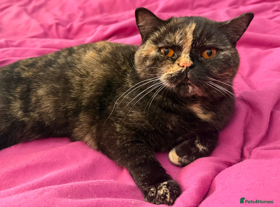 British Shorthair cats for sale: Active British Shorthair Tortie GCCF - Advert 1