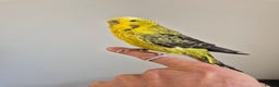 Budgerigars birds for sale: Budgies Birds by pre-order, exclusive birds - Advert 7