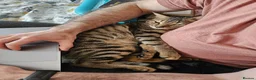 Mixed Breed cats for adoption: Ziggy! An absolute bundle of joy and quirckness - Advert 6