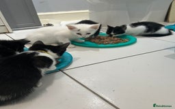British Shorthair cats for sale: 7 gorgeous kittens for sale ** - Image 2