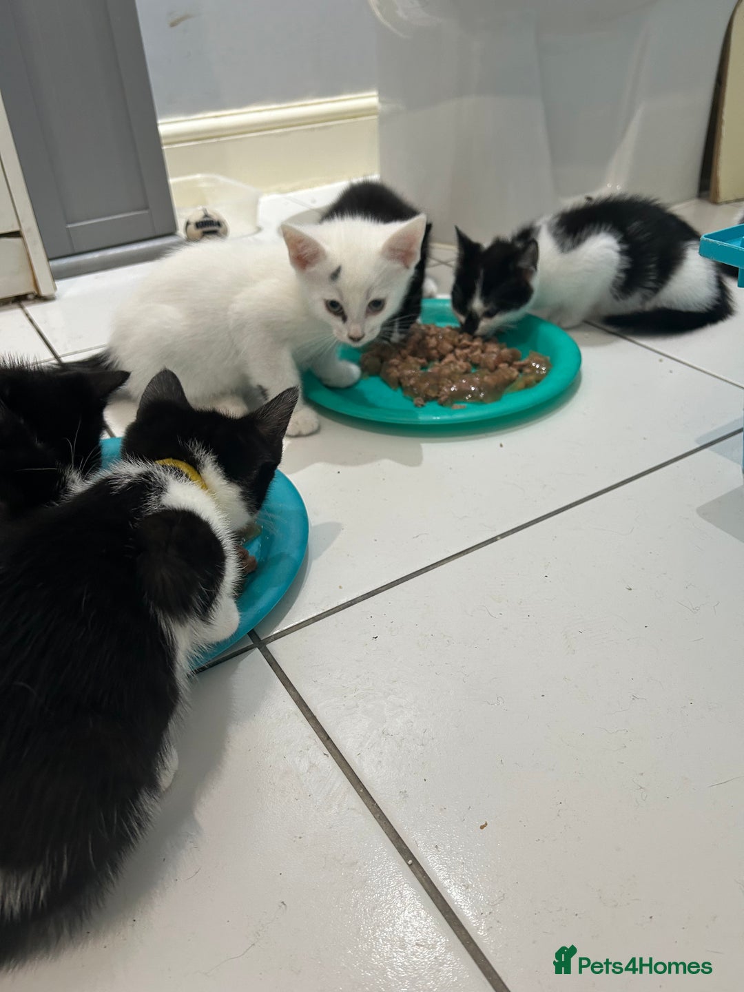 British Shorthair cats for sale: 7 gorgeous kittens for sale ** - Image 2