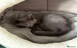 Russian Blue cats for sale: 16 week old female Russian blue  - Image 5