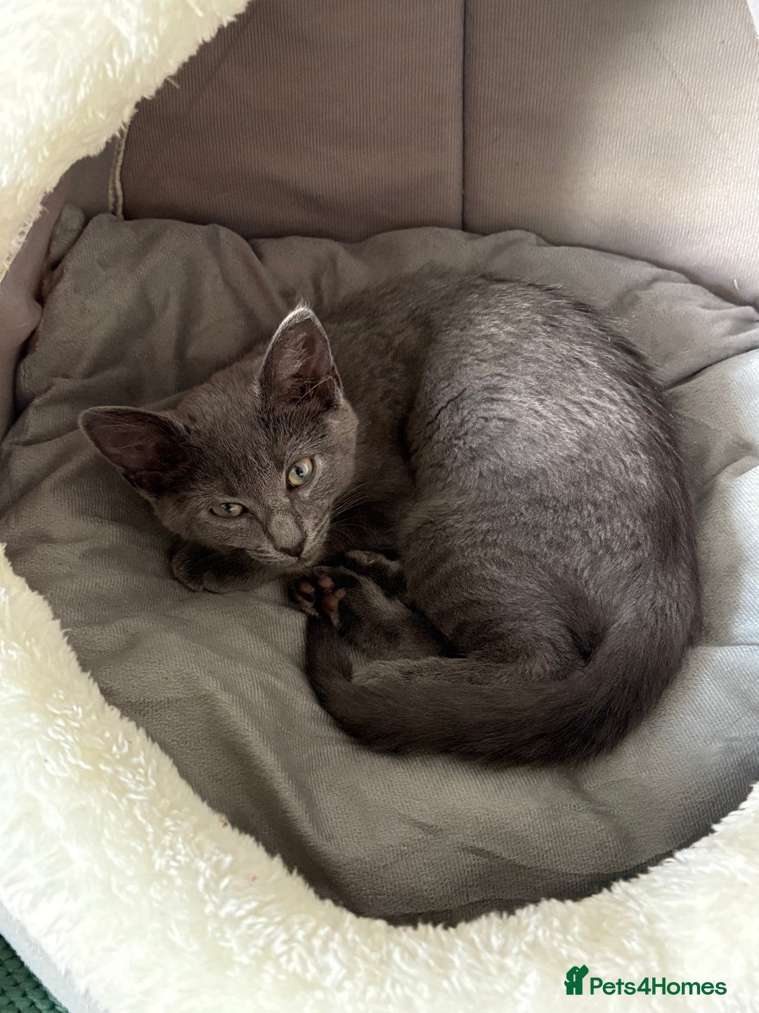 Russian Blue cats for sale: 16 week old female Russian blue  - Image 5