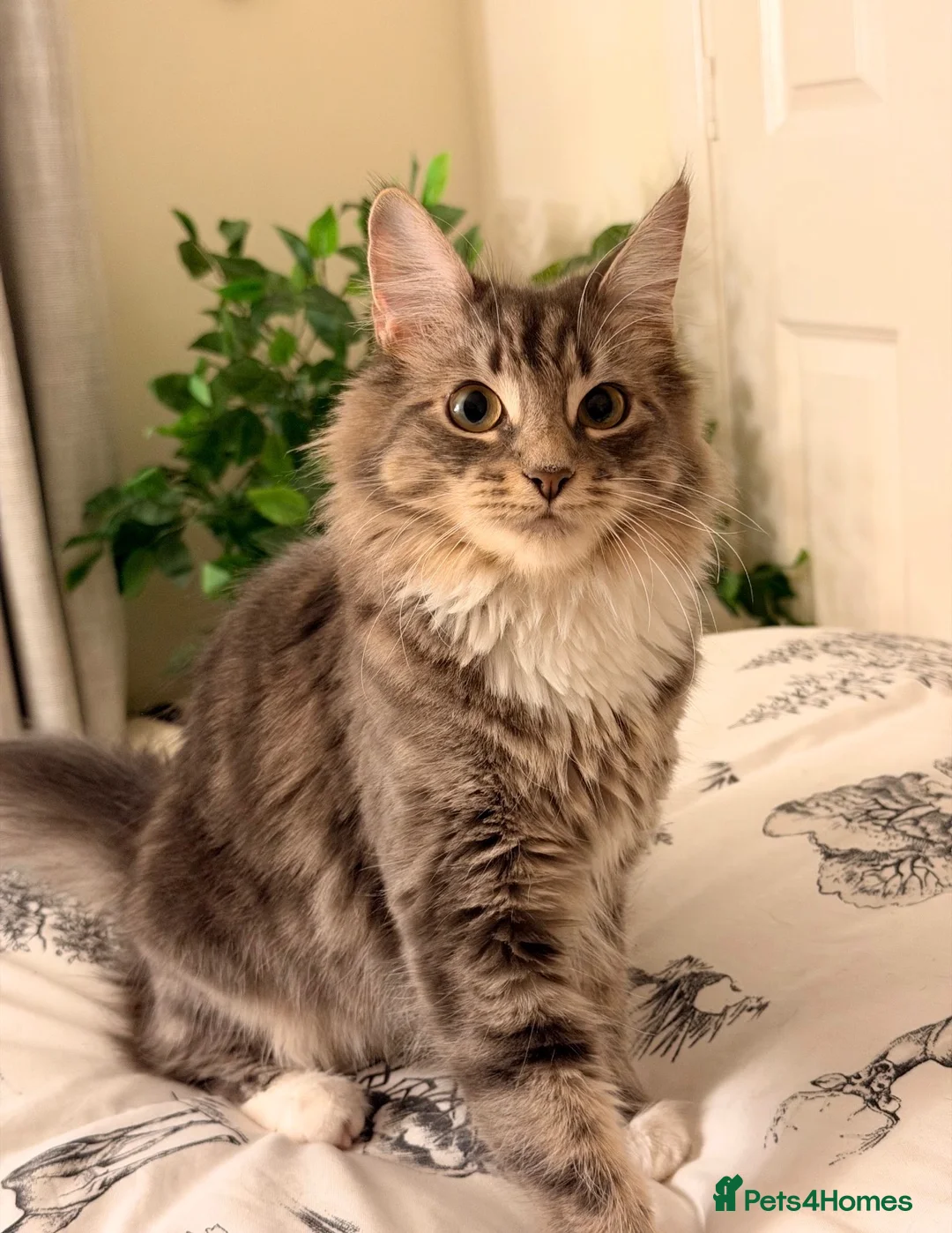 Siberian cats for sale: 3 kittens - 2 darker ones are boy white is girl  in Woodbridge - Advert 1