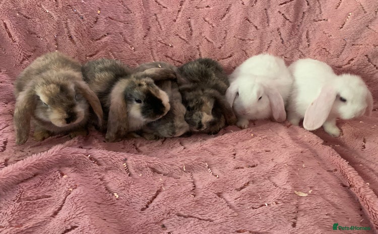 Mini Lop rabbits - Advert 12