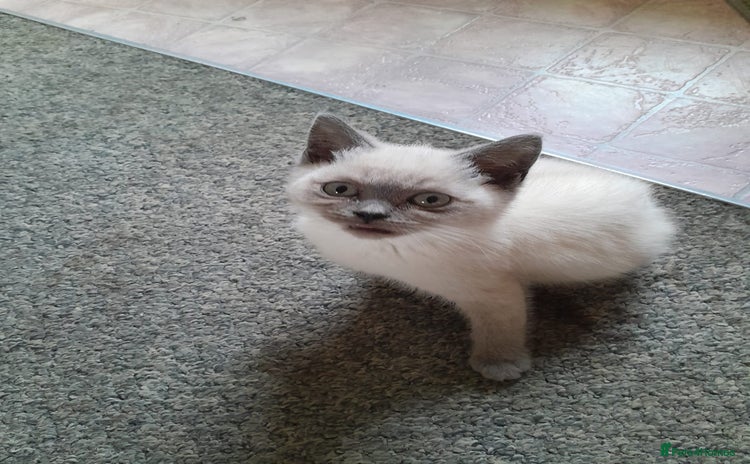 British Shorthair cats in Gloucester - Advert 7