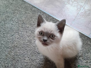 British Shorthair cats in Gloucester - Advert 22