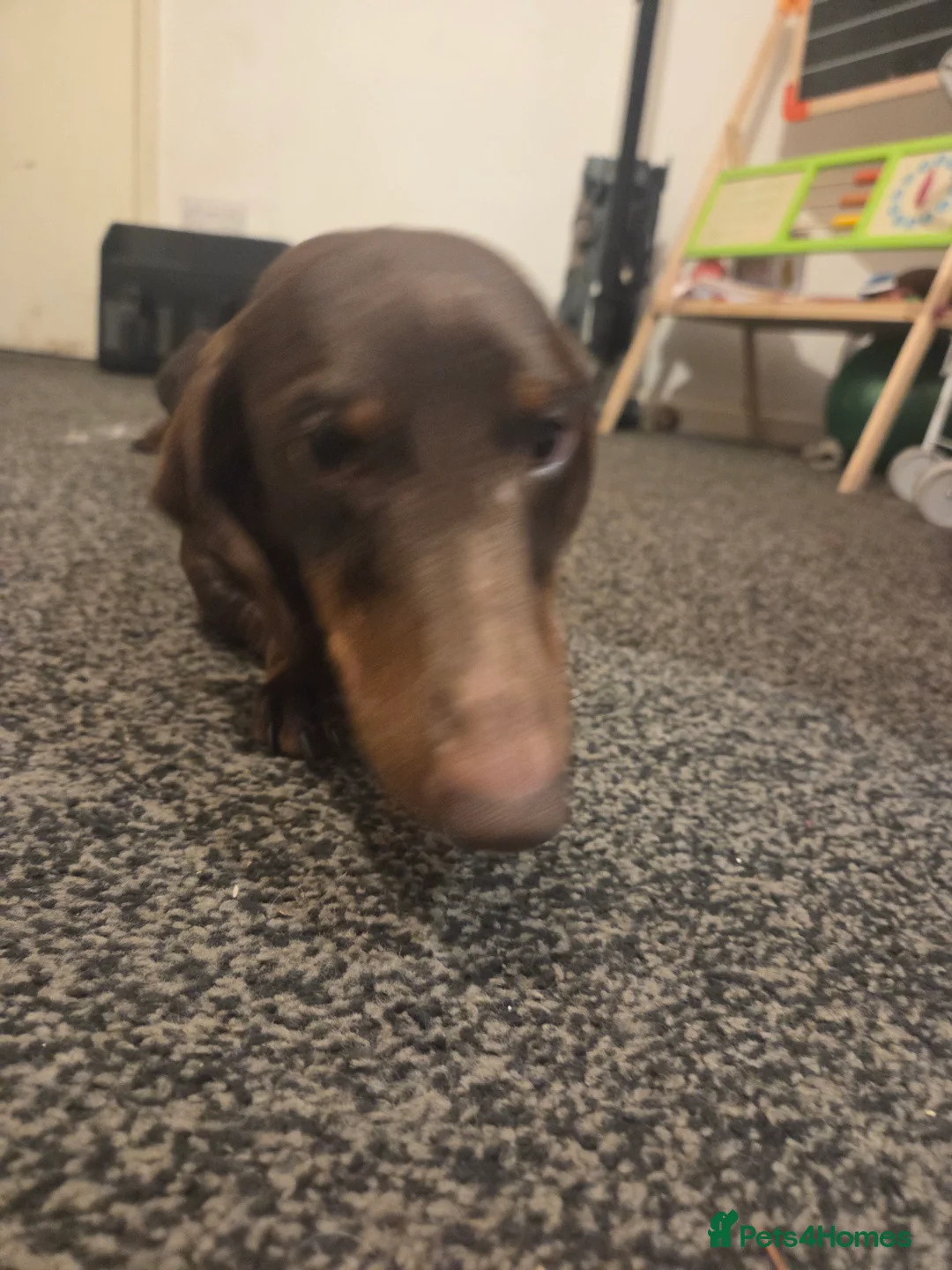 Miniature Dachshund dogs for adoption: Absolutely Heartbreaking Rehoming – Bruno & Dusty - Advert 8