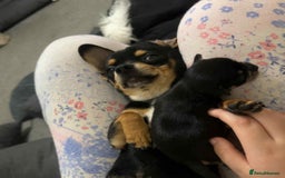 Chihuahua dogs for sale: Chihuahua puppies  - Image 9