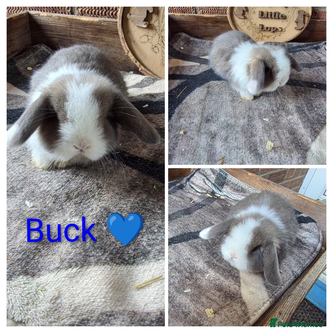 Mini Lop rabbits for sale: Gorgeous pure breed mini lops  - Advert 2