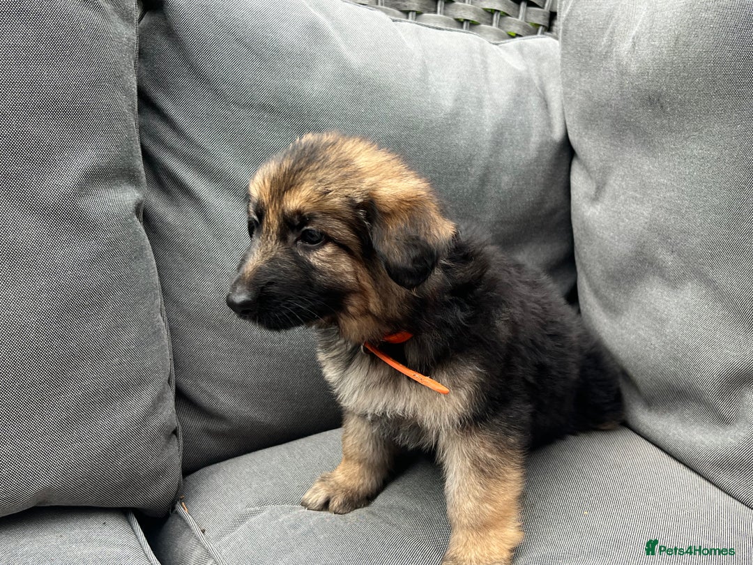 German Shepherd dogs for sale: *READY NOW!!* KC DNA BVA German Shepherds - Image 13