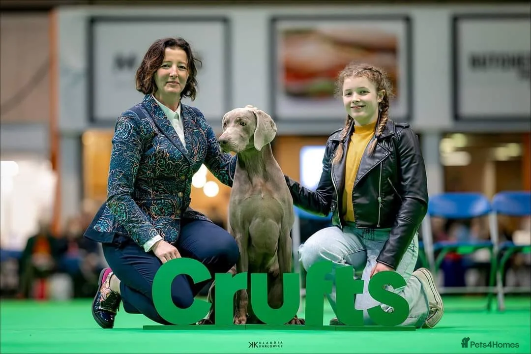 Weimaraner dogs for sale: Weimaraner outstanding puppies - Advert 8