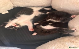 Mixed Breed cats for sale: Two beautiful kittens 🐈‍⬛ - Image 4
