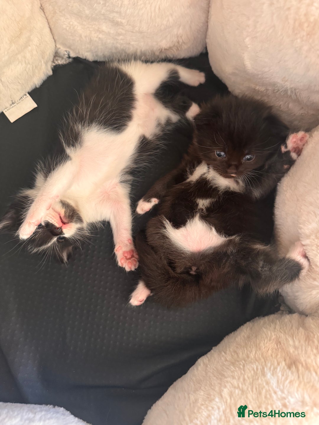 Mixed Breed cats for sale: Two beautiful kittens 🐈‍⬛ - Image 4