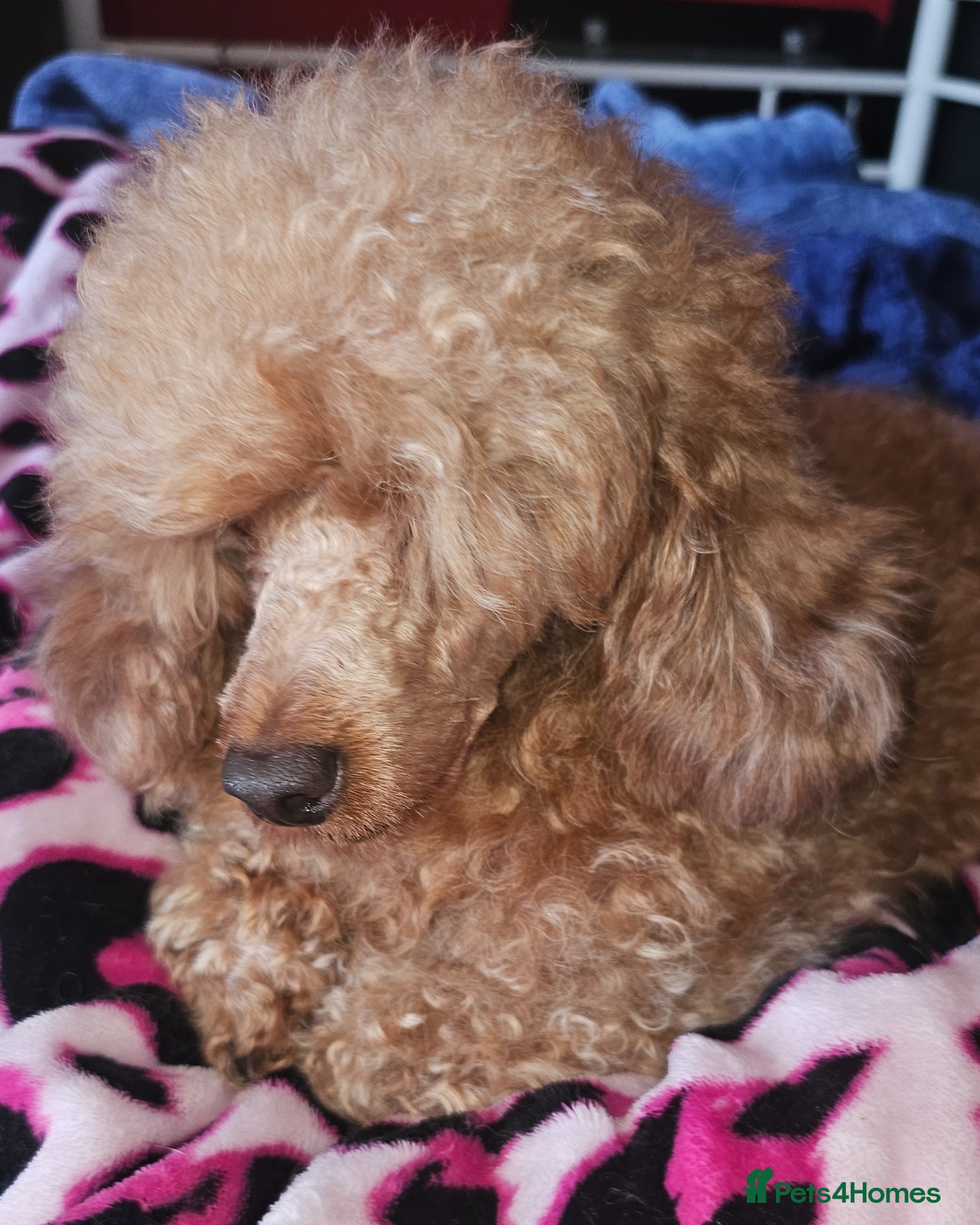 Toy Poodle dogs Stunning kc health tested toy poodle for stud - Advert 21