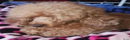 Toy Poodle dogs for stud: Stunning kc health tested toy poodle for stud - Advert 1