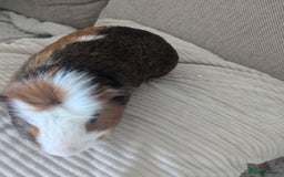Guinea Pig rodents for sale: 2 Male Guinea Pigs - Image 5