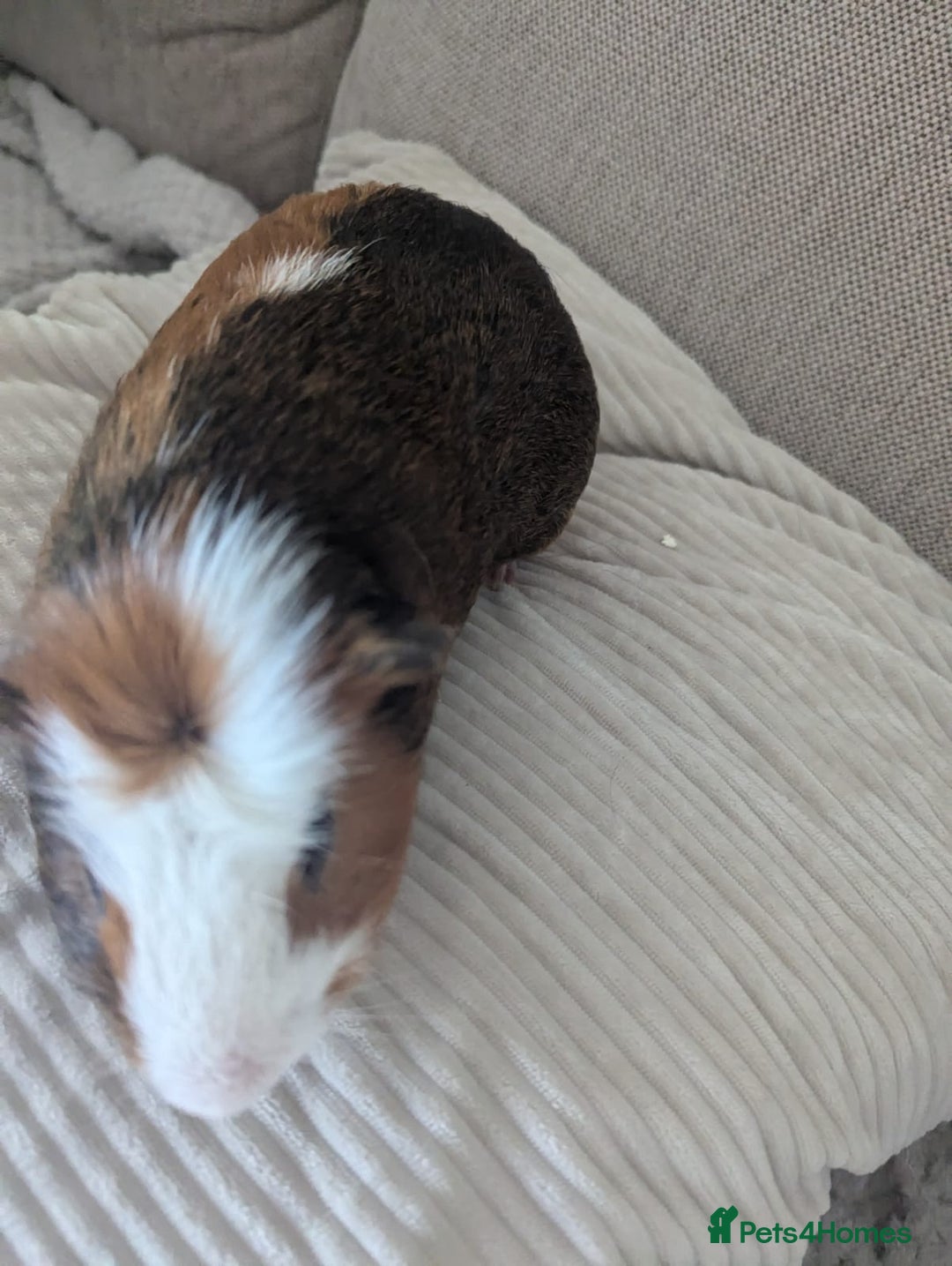 Guinea Pig rodents for sale: 2 Male Guinea Pigs - Image 5
