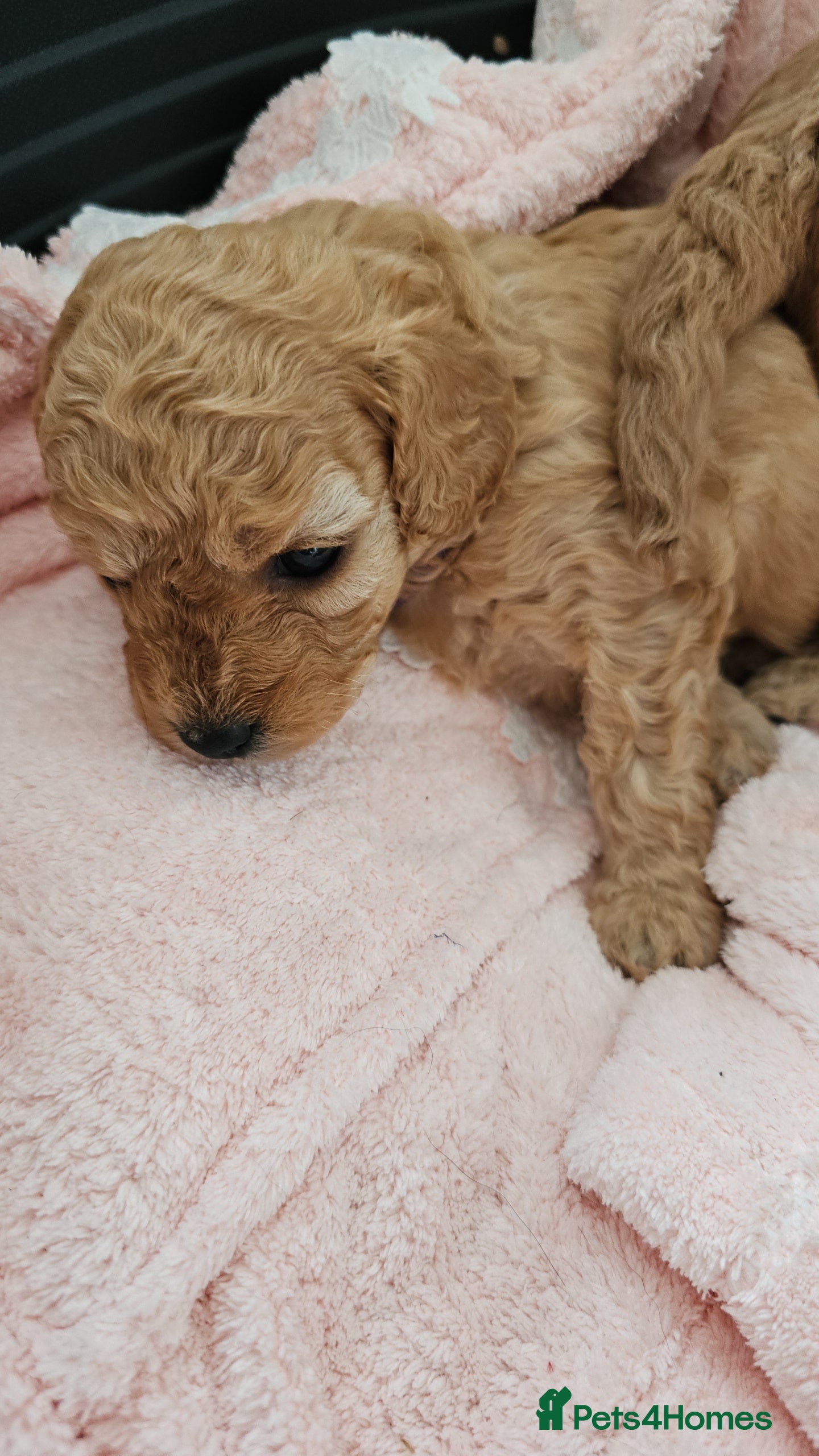 Cavapoo dogs Gorgeous Cavapoo Puppies - Advert 4