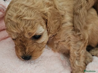 Cavapoo dogs Gorgeous Cavapoo Puppies - Advert 4