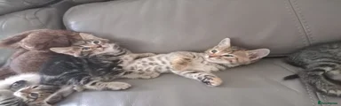 Bengal 5