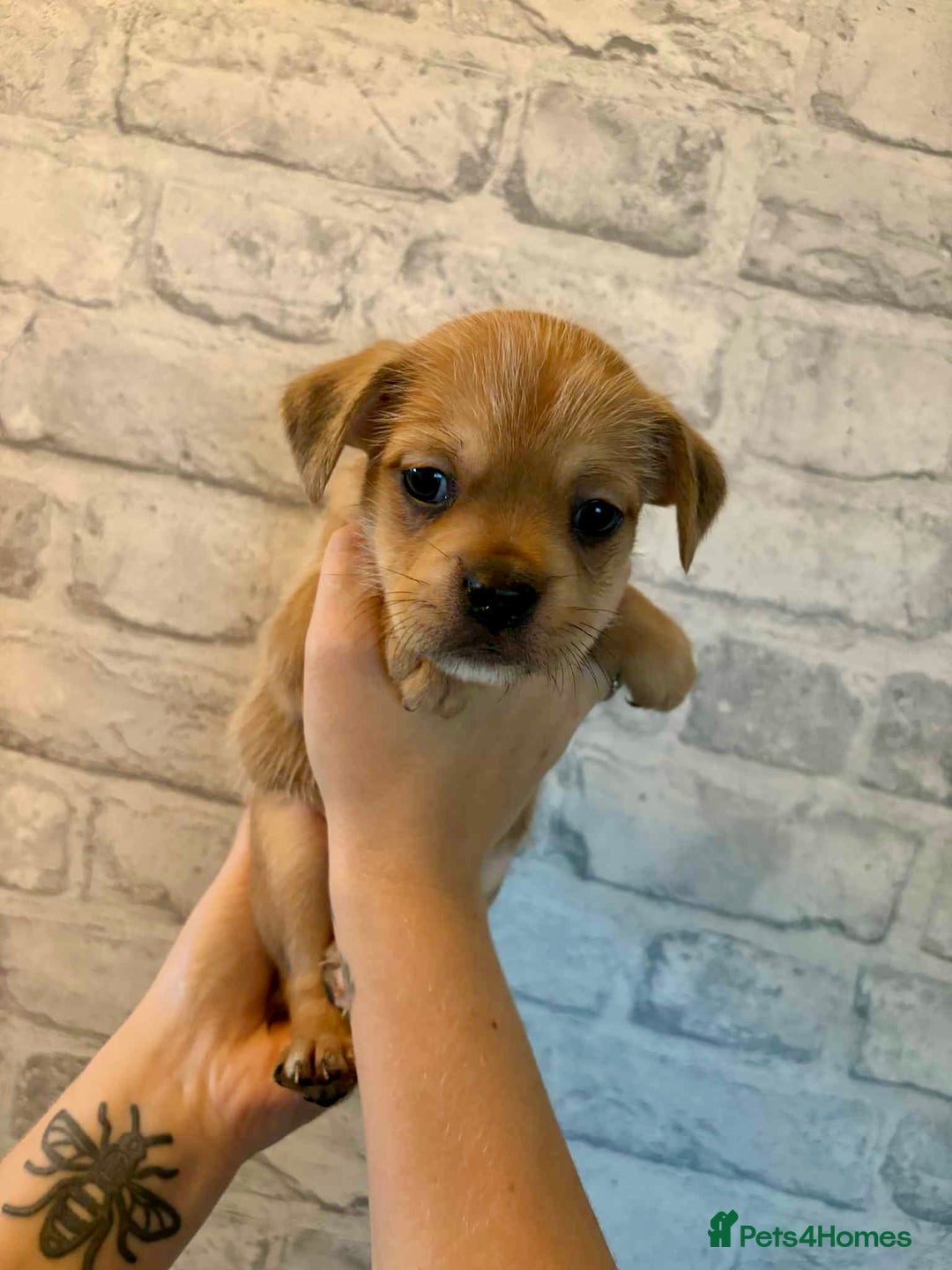 Mixed Breed dogs for sale: Frenchie cross little boy  - Advert 2