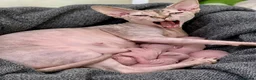 Sphynx cats for sale: Stunning Canadian Sphynx Kittens –  Reservation 🐾 - Advert 4