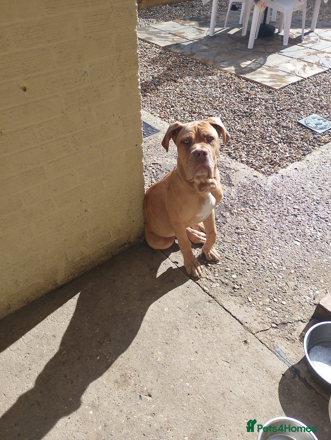 Mixed Breed dogs for sale: 7 months old male douge de Bordeaux x  - Image 1