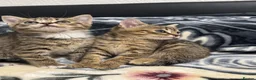 Mixed Breed cats for sale: Kittens for sale!  - Advert 22