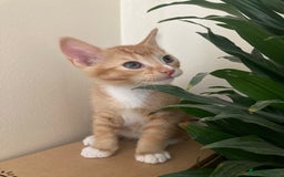 European cats for sale: Selling kitten - Image 3