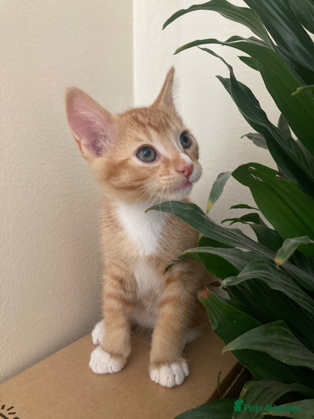 European cats for sale: Selling kitten - Image 3