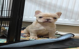 French Bulldog dogs for sale: Unique and Beautiful French bulldogs puppies  - Image 32