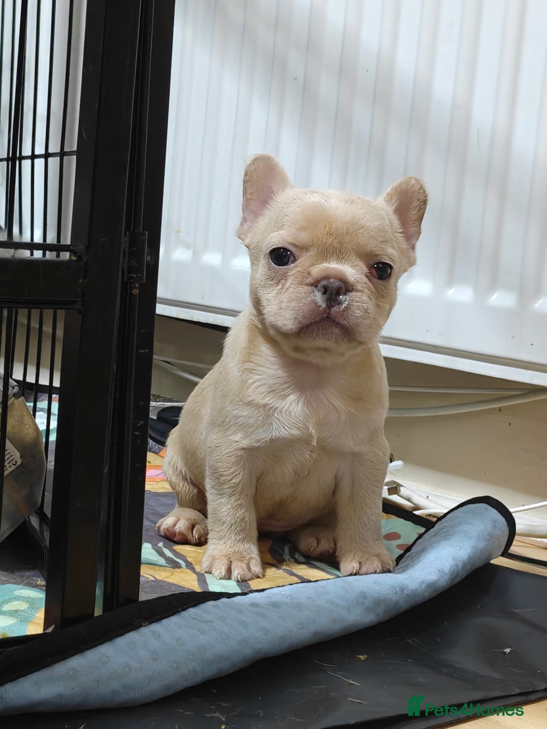 French Bulldog dogs for sale: Unique and Beautiful French bulldogs puppies  - Image 32