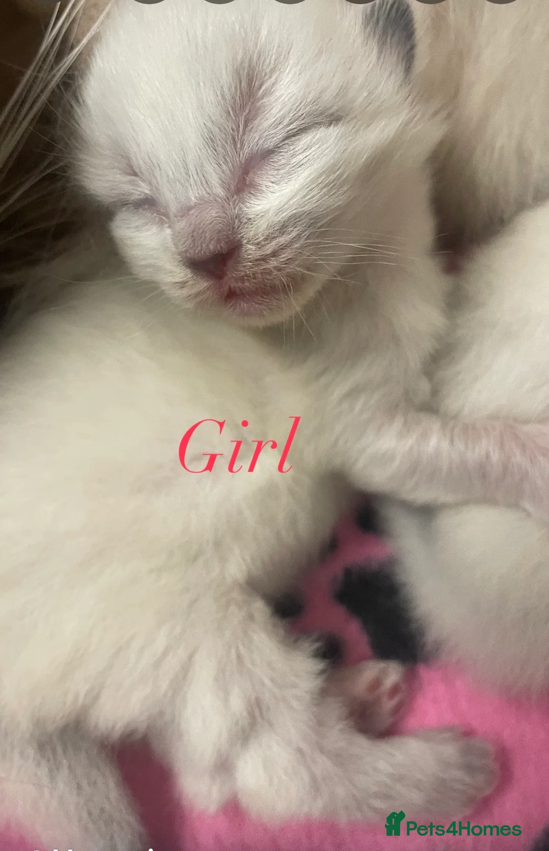 Ragdoll cats for sale: Purebred RAGDOLL KITTENS - Advert 2
