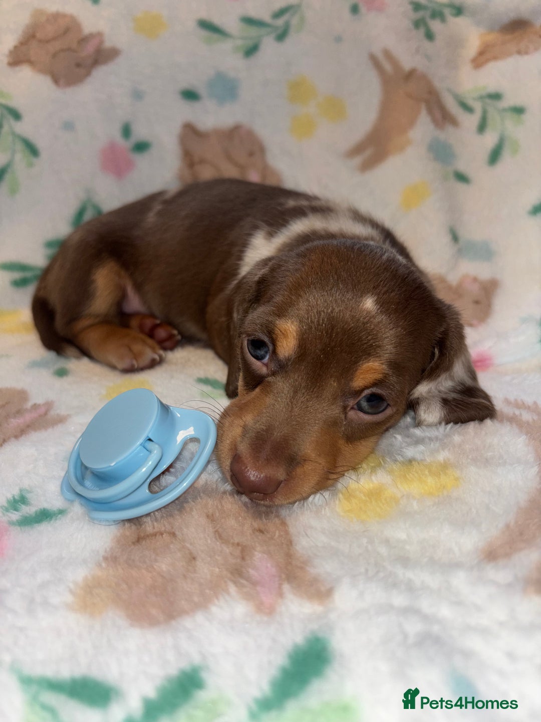 Miniature Dachshund dogs for sale: Dreamy miniature dachshunds  - Advert 4