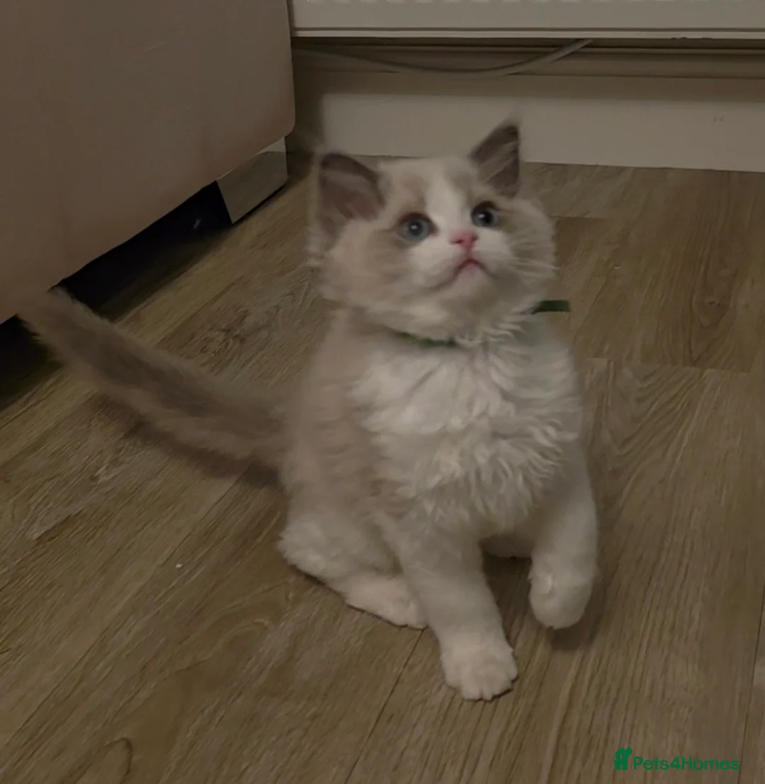 Ragdoll cats for sale: READY TO LEAVE 😻 tica registered Ragdoll Kitten   - Advert 7