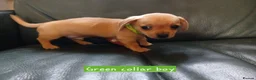 Chiweenie dogs for sale: Minature Daschund and Chihuahua Mix - Advert 8