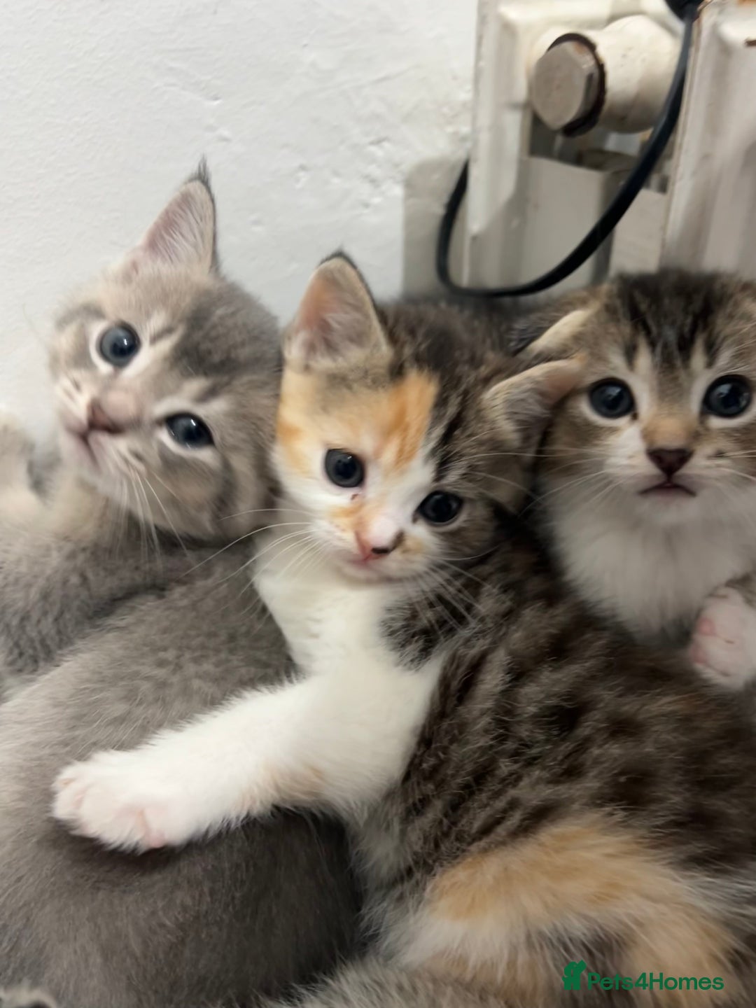 Scottish Fold cats for sale: Scottish Fold  - Advert 7