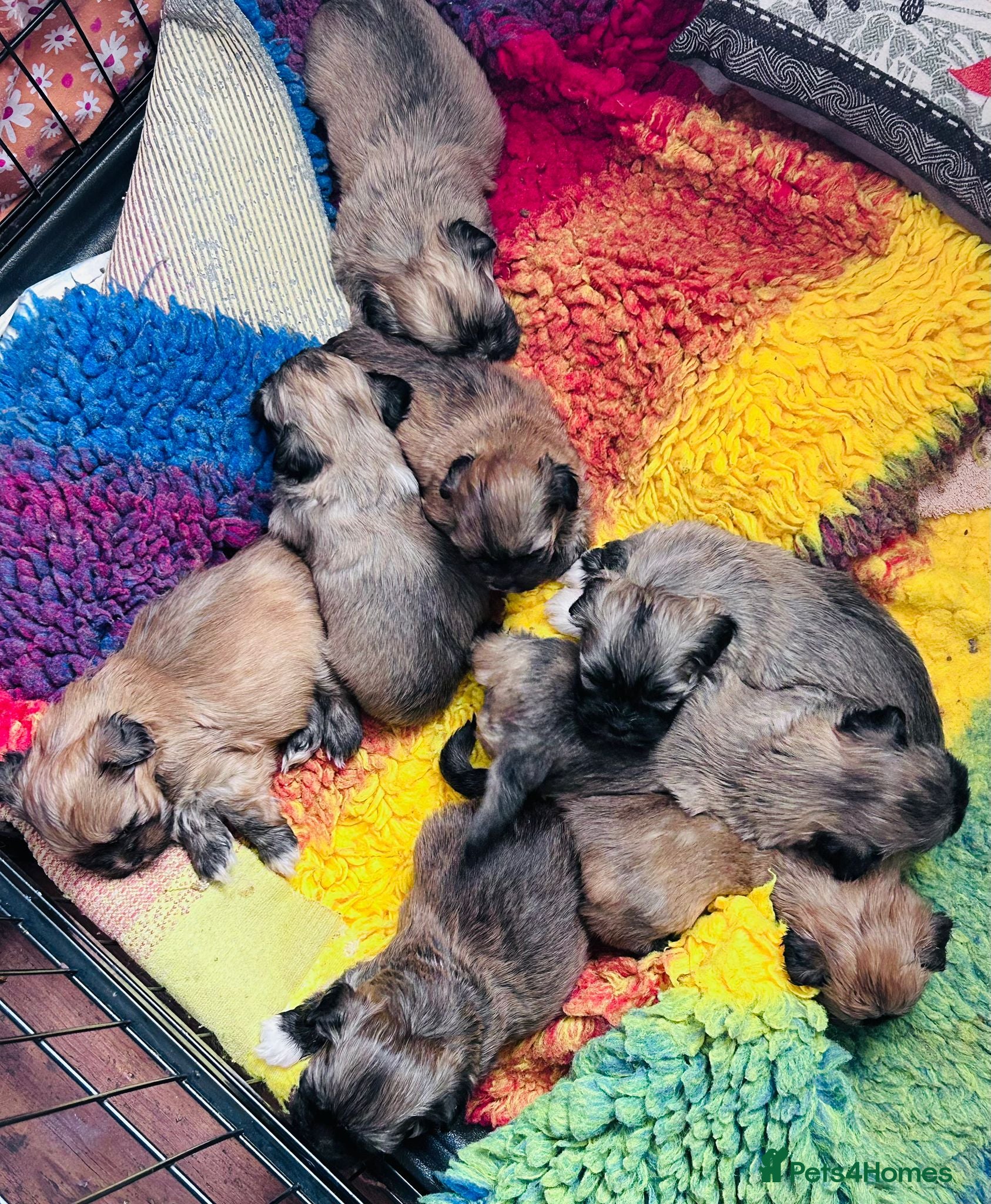 Lhasa Apso dogs 8 Lhasa Apso Puppies  - Advert 6