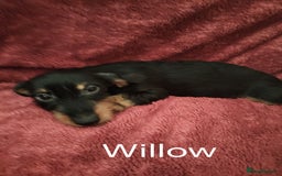 Dachshund dogs for sale: Miniature Dachshund puppies for sale  - Image 10