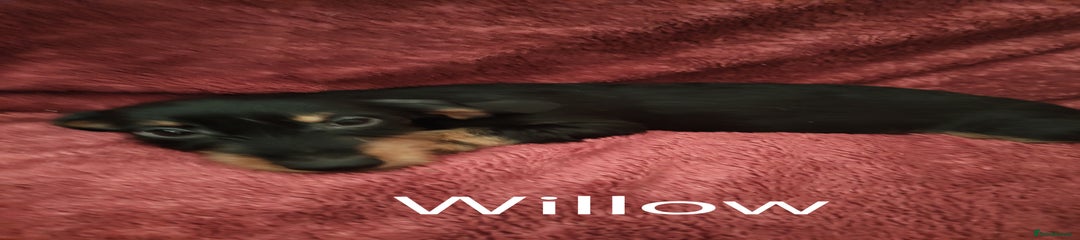 Willows