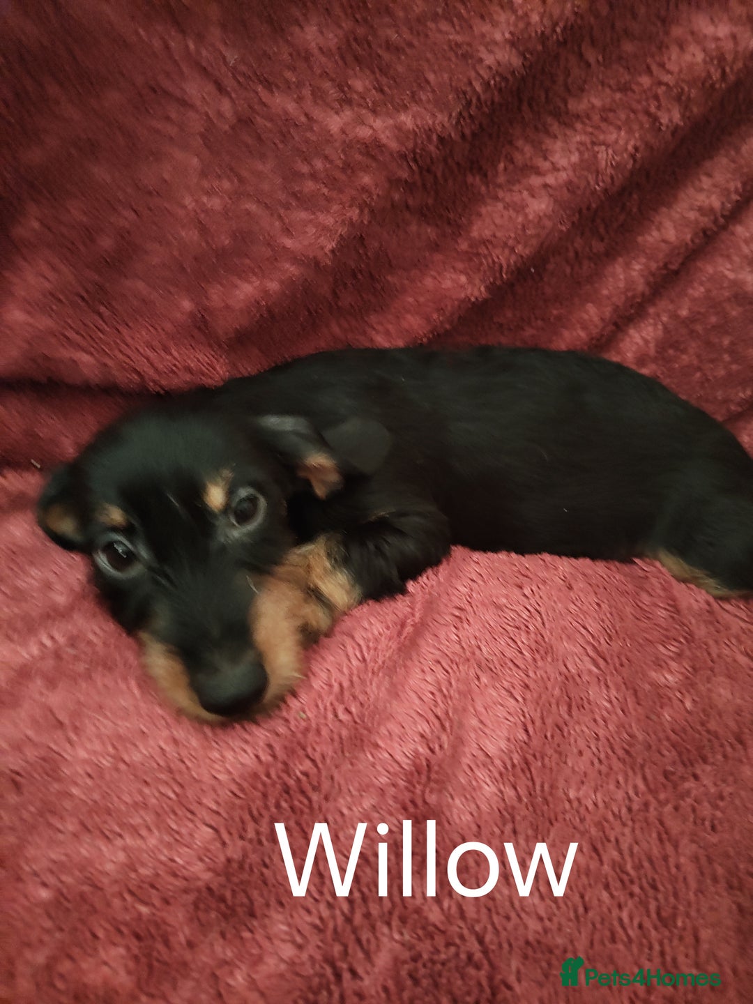 Dachshund dogs for sale: Miniature Dachshund puppies for sale  - Image 10